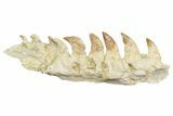 Mosasaur Jaw Section with Nine Teeth - Morocco #189999-3